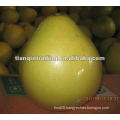 fresh pomelo 2012